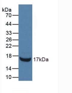 Western Blot: RNASE3 Antibody (C9) [NBP3-41632] - Sample: Recombinant RNASE3, Mouse.