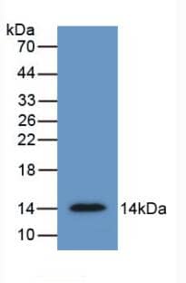 Western Blot: sFRP-4 Antibody (5#) [NBP3-41642] - Sample: Recombinant sFRP-4, Human.