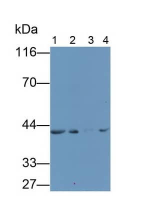 Western Blot: sFRP-4 Antibody (5#) [NBP3-41642] - Sample: Lane1: 293T cell lysate; Lane2: Hela cell lysate; Lane3: Porcine Heart lysate; Lane4: SKOV3 cell lysate Primary Ab: 2ug/ml NBP3-41642; Second Ab: 0.2ug/mL HRP-Linked Caprine Anti-Mouse IgG Polyclonal Antibody