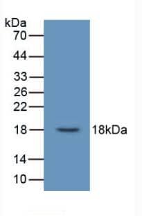 Western Blot: Urocortin 3 Antibody (C9) [NBP3-41644] - Sample: Recombinant Urocortin 3, Human.