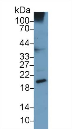 Western Blot: Urocortin 3 Antibody (C9) [NBP3-41644] - Sample: Human A549 cell lysate; Primary Ab: 3ug/ml NBP3-41644; Second Ab: 0.2ug/mL HRP-Linked Caprine Anti-Mouse IgG Polyclonal Antibody