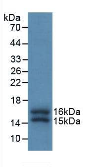 Western Blot: FKBP12 Antibody (E3) [NBP3-41645] - Sample: Recombinant FKBP12, Human.