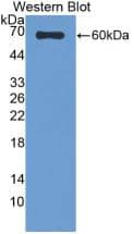 Western Blot: SUOX Antibody (7#) [NBP3-41649] - Western Blot; Sample: Recombinant SUOX, Human