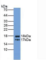 Western Blot: ITIH4 Antibody (5#) [NBP3-41650] - Sample: Recombinant ITIH4, Human