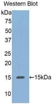 Western Blot: Reg3A Antibody (4#) [NBP3-41651] - Western Blot; Sample: Recombinant REG3a, Human