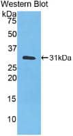 Western Blot: Carbonic Anhydrase III/CA3 Antibody (C2) [NBP3-41653] - Sample: Recombinant Carbonic Anhydrase III/CA3, Human.