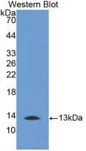 Western Blot: Melatonin R1A/MT1/MTNR1A Antibody (1#) [NBP3-41681] - Sample: Recombinant Melatonin R1A/MT1/MTNR1A, Human.