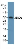 Western Blot: Kallikrein 2 Antibody (D3) [NBP3-41683] - Sample: Recombinant Kallikrein 2, Human.