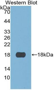 Western Blot: S100A3 Antibody (C5) [NBP3-41689] - Sample: Recombinant S100A3, Human.