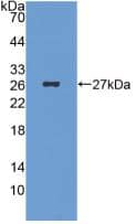 Western Blot: ICA1 Antibody (C7) [NBP3-41690] - Sample: Recombinant ICA1, Human.