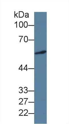 Western Blot: ICA1 Antibody (C7) [NBP3-41690] - Sample: Human A549 cell lysate; Primary Ab: 3ug/ml NBP3-41690; Second Ab: 0.2ug/mL HRP-Linked Caprine Anti-Mouse IgG Polyclonal Antibody