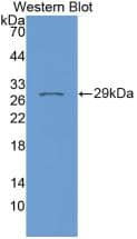 Western Blot: FKBP38 Antibody (7-2#) [NBP3-41692] - Sample: Recombinant FKBP38, Human.