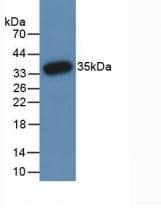 Western Blot: PAD3 Antibody (C10) [NBP3-41694] - Sample: Recombinant PAD3, Human.