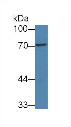 Western Blot: PAD3 Antibody (C10) [NBP3-41694] - Sample: Rat Bladder lysate; Primary Ab: 3ug/ml NBP3-41694; Second Ab: 0.2ug/mL HRP-Linked Caprine Anti-Mouse IgG Polyclonal Antibody