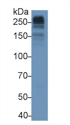 Western Blot: Collagen VII Antibody (D5) [NBP3-41723] - Human Serum; Primary Ab: 3ug/ml NBP3-41723; Second Ab: 0.2ug/mL HRP-conjugated Goat Anti-Mouse IgG Polyclonal Antibody