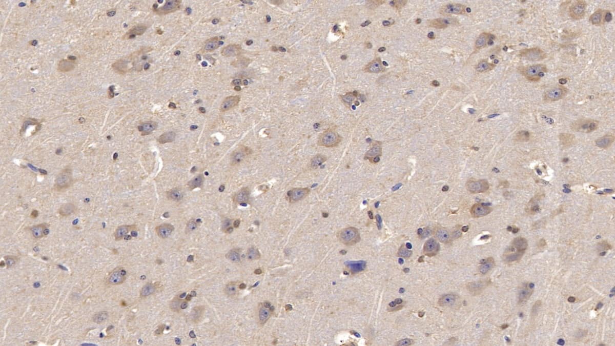 Immunohistochemistry-Paraffin: NRG4 Antibody (C3) [NBP3-41725] - DAB staining on IHC-P; Sample: Human Cerebrum Tissue; Primary Ab: 10ug/ml NBP3-41725; Second Ab: 2ug/mL HRP-Linked Caprine Anti-Mouse IgG Polyclonal Antibody