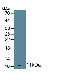 Western Blot: OAS1 Antibody (C5) [NBP3-41727] - Sample: Recombinant OAS1, Human.