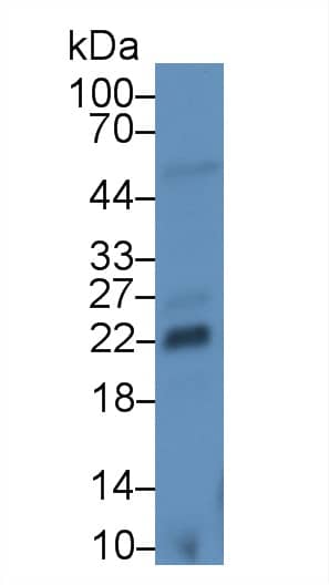 Western Blot: FGF-13 Antibody (C1) [NBP3-41729] - Sample: Porcine Cerebrum lysate; Primary Ab: 3ug/ml NBP3-41729; Second Ab: 0.2ug/mL HRP-Linked Caprine Anti-Mouse IgG Polyclonal Antibody