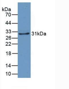 Western Blot: CRYL1 Antibody (C2) [NBP3-41730] - Sample: Recombinant CRYl1, Human.