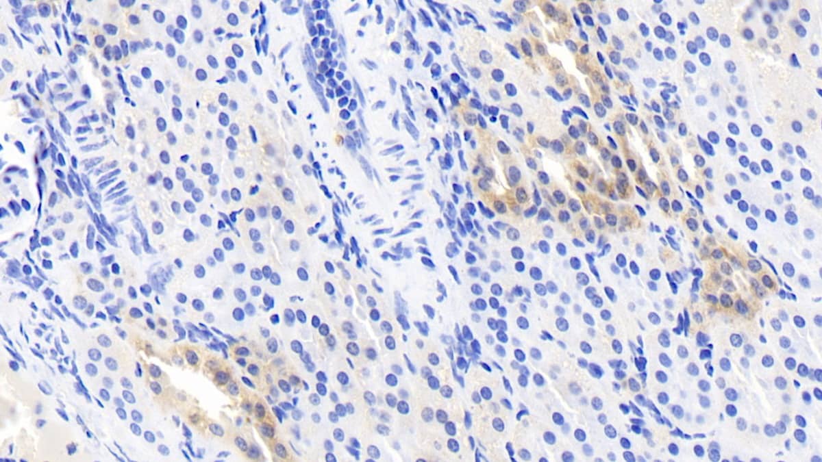Immunohistochemistry-Paraffin: CRYL1 Antibody (C2) [NBP3-41730] - DAB staining on IHC-P; Sample: Human Kidney Tissue; Primary Ab: 20ug/ml NBP3-41730; Second Ab: 2ug/mL HRP-Linked Caprine Anti-Mouse IgG Polyclonal Antibody