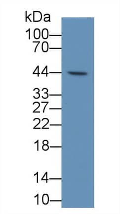 Western Blot: TDO2 Antibody (C1) [NBP3-41732] - Sample: Rat Liver lysate; Primary Ab: 3ug/ml NBP3-41732; Second Ab: 0.2ug/ml HRP-Linked Caprine Anti-Mouse IgG Polyclonal Antibody