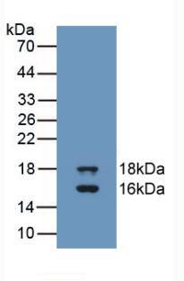 Western Blot: GDF-3 Antibody (A7) [NBP3-41739] - Sample: Recombinant GDF-3, Human.