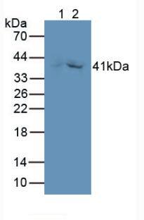 Western Blot: GDF-3 Antibody (A7) [NBP3-41739] - Sample: Lane1: Rat Kidney lysate; Lane2: Porcine Kidney lysate Primary Ab: 2ug/ml NBP3-41739; Second Ab: 0.2ug/mL HRP-Linked Caprine Anti-Mouse IgG Polyclonal Antibody