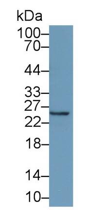 Western Blot IFN-alpha F/IFNA21 Antibody (D4) - BSA Free