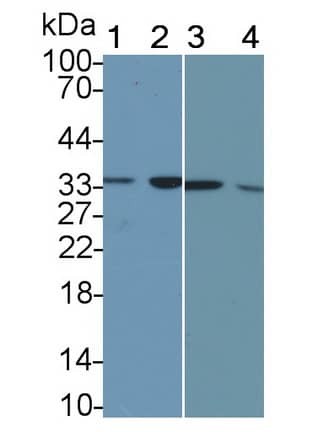 Western Blot: Calponin 2 Antibody (C7) [NBP3-41743] - Sample: Lane1: Human Lung lysate; Lane2: Porcine Lymph node lysate; Lane3: HepG2 cell lysate; Lane4: Hela cell lysate Primary Ab: 2ug/ml NBP3-41743; Second Ab: 0.2ug/mL HRP-Linked Caprine Anti-Mouse IgG Polyclonal Antibody