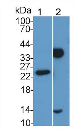 Western Blot: C1qTNF1/CTRP1 Antibody (C2) [NBP3-41744] - Sample: Lane1: Human Placenta lysate; Lane2: Human Milk Primary Ab: 2ug/ml NBP3-41744; Second Ab: 0.2ug/mL HRP-Linked Caprine Anti-Mouse IgG Polyclonal Antibody