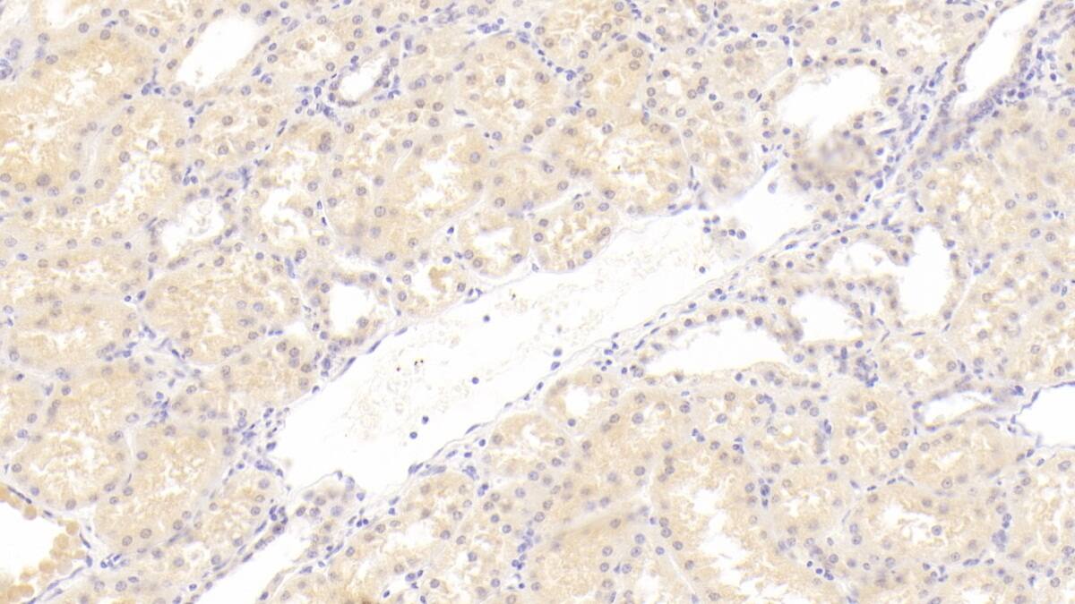 Immunohistochemistry-Paraffin: C1qTNF1/CTRP1 Antibody (C2) [NBP3-41744] - DAB staining on IHC-P; Sample: Human Kidney Tissue; Primary Ab: 30ug/ml NBP3-41744; Second Ab: 2ug/mL HRP-Linked Caprine Anti-Mouse IgG Polyclonal Antibody