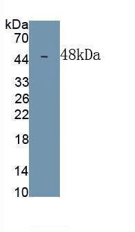 Western Blot: DPEP1 Antibody (C1) [NBP3-41745] - Sample: Recombinant DPEP1, Human.