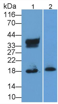 Western Blot: Eosinophil derived neurotoxin Antibody (C13) [NBP3-41747] - Sample: Lane1: Human Urine; Lane2: Human Leukocyte lysate Primary Ab: 2ug/ml NBP3-41747; Second Ab: 0.2ug/mL HRP-Linked Caprine Anti-Mouse IgG Polyclonal Antibody