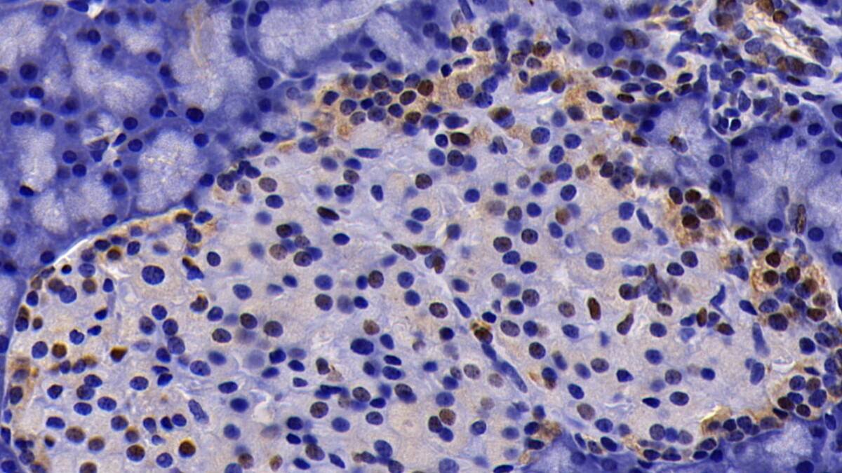 Immunohistochemistry-Paraffin: SAE2 Antibody [NBP3-41754] - DAB staining on IHC-P; Sample: Rat Pancreas Tissue; Primary Ab: 20ug/ml NBP3-41754; Second Ab: 2ug/mL HRP-Linked Caprine Anti-Rabbit IgG Polyclonal Antibody