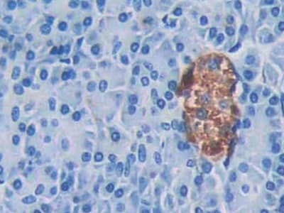 Immunohistochemistry-Paraffin: CAMP/Cathelicidin Antibody (C1) [NBP3-41757] - DAB staining on IHC-P; Samples: Human Pancreas Tissue; Primary Ab: 30ug/ml NBP3-41757