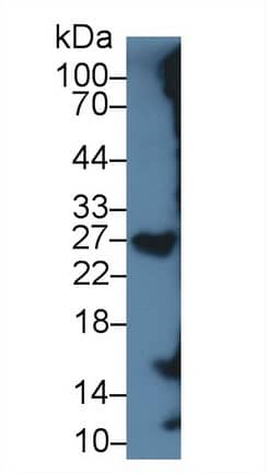 Western Blot: SRGN Antibody (C1) [NBP3-41758] - Sample: Rat Blood Cells lysate; Primary Ab: 5ug/ml NBP3-41758; Second Ab: 0.2ug/mL HRP-Linked Caprine Anti-Mouse IgG Polyclonal Antibody;