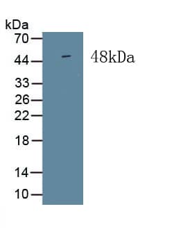 Western Blot: ISLR Antibody (C3) [NBP3-41760] - Sample: Recombinant ISLR, Human.