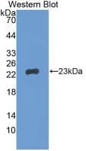 Western Blot: Gremlin 1 Antibody (C1) [NBP3-41762] - Sample: Recombinant Gremlin 1, Human.