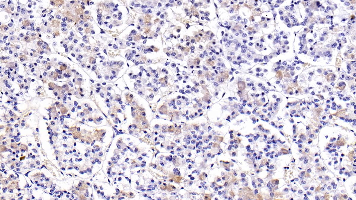 Immunohistochemistry-Paraffin: LH beta Antibody (H4) [NBP3-41769] - DAB staining on IHC-P; Sample: Porcine Pituitary Tissue; Primary Ab: 20ug/ml NBP3-41769; Second Ab: 2ug/mL HRP-Linked Caprine Anti-Mouse IgG Polyclonal Antibody