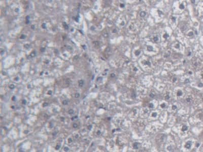 Immunohistochemistry-Paraffin: UCN2 Antibody (C2) [NBP3-41770] - DAB staining on IHC-P; Samples: Human Liver Tissue