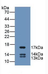 Western Blot: UCN2 Antibody (C2) [NBP3-41770] - Sample: Recombinant UCN2, Human.