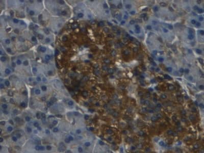 Immunohistochemistry-Paraffin: Reg3G Antibody (C18) [NBP3-41775] - DAB staining on IHC-P; Samples: Human Pancreas Tissue; Primary Ab: 30ug/ml NBP3-41775; Second Ab: 2ug/mL HRP-Linked Caprine Anti-Mouse IgG Polyclonal Antibody