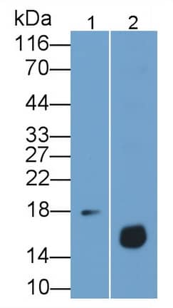 Western Blot: Reg3G Antibody (C18) [NBP3-41775] - Sample: Lane1: Human Placenta lysate; Lane2: Rat Testis lysate Primary Ab: 0.2ug/ml NBP3-41775; Second Ab: 0.2ug/mL HRP-Linked Caprine Anti-Mouse IgG Polyclonal Antibody