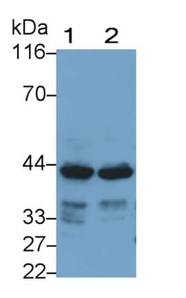 Western Blot: SeP Antibody (H28) [NBP3-41779] - Sample: Lane1: Rat Heart lysate; Lane2: Mouse Heart lysate Primary Ab: 0.8ug/ml NBP3-41779; Second Ab: 0.2ug/mL HRP-Linked Caprine Anti-Mouse IgG Polyclonal Antibody