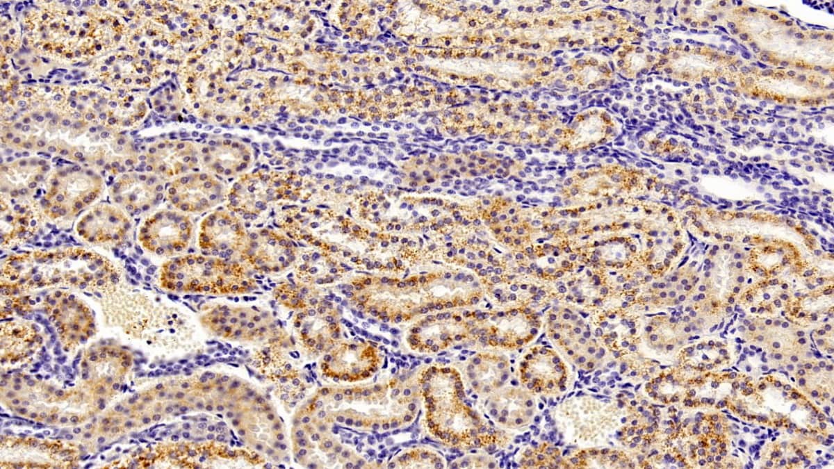 Immunohistochemistry-Paraffin: SeP Antibody (H4) [NBP3-41781] - DAB staining on IHC-P; Sample: Human Kidney Tissue; Primary Ab: 20ug/ml NBP3-41781; Second Ab: 2ug/mL HRP-Linked Caprine Anti-Mouse IgG Polyclonal Antibody