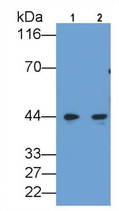 Western Blot: CEBP alpha Antibody (C5) [NBP3-41782] - Sample: Lane1: U937 cell lysate; Lane2: THP1 cell lysate Primary Ab: 0.2ug/ml NBP3-41782; Second Ab: 0.2ug/mL HRP-Linked Caprine Anti-Mouse IgG Polyclonal Antibody