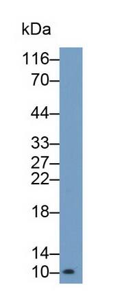 Western Blot: S100A/B Antibody (C6) [NBP3-41784] - Sample: HepG2 cell lysate Primary Ab: 0.2ug/ml NBP3-41784; Second Ab: 0.2ug/mL HRP-Linked Caprine Anti-Mouse IgG Polyclonal Antibody