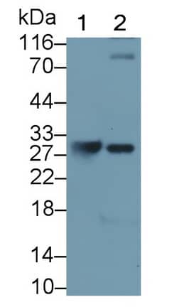 Western Blot: Granzyme K Antibody (C1) [NBP3-41788] - Sample: Lane1: Rat Spleen lysate; Lane2: Rat Lung lysate Primary Ab: 0.05ug/ml NBP3-41788; Second Ab: 0.2ug/mL HRP-Linked Caprine Anti-Mouse IgG Polyclonal Antibody