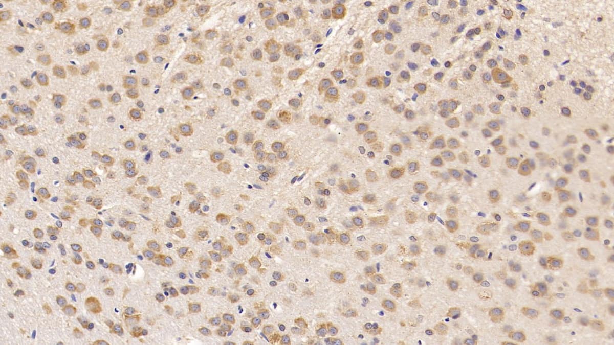 Immunohistochemistry-Paraffin: CART/CARTPT Antibody (C1) [NBP3-41791] - DAB staining on IHC-P; Sample: Rat Cerebrum Tissue; Primary Ab: 30ug/ml NBP3-41791; Second Ab: 2ug/mL HRP-Linked Caprine Anti-Mouse IgG Polyclonal Antibody