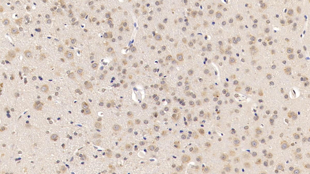 Immunohistochemistry-Paraffin: CART/CARTPT Antibody (C7) [NBP3-41792] - DAB staining on IHC-P; Sample: Rat Cerebrum Tissue; Primary Ab: 10ug/ml NBP3-41792; Second Ab: 2ug/mL HRP-Linked Caprine Anti-Mouse IgG Polyclonal Antibody